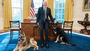 After White House Dogs, Commander and Major, Are Sent Home, Biden Bites&nbsp;Back